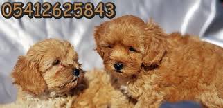 Toy Poodle Yavrusu Oyuncak Kanis Poodle Kopek
