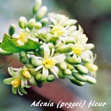 Image result for Adenia zambesiensis