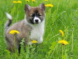 Review how much icelandic sheepdog puppies for sale sell for below. Introducing Katla Our Icelandic Sheepdog Puppy Stalwart Farm