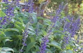 Blue oak council's copyleft license families in json format. Mealy Blue Sage Central Texas Gardener