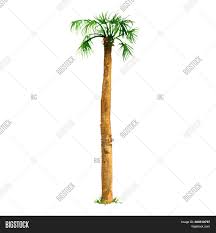 Filifera (and phoenix canariensis for that matter). Watercolor Sketch Image Photo Free Trial Bigstock