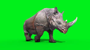 Rhinoceros Walkcycle Green Screen 3d Rendering Animation Animals Stock Footage Green Screen Rhinoceros Walkcycle Animated Animals Greenscreen Rhinoceros