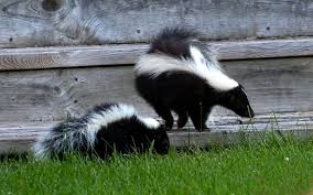 They really annoyed the skunks living in my shed. 6 Simple Steps To Get Rid Of Skunks Under Your Deck My Backyard Life