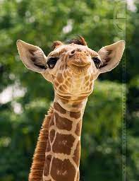 Love This Animal Animals Animals Wild Cute Animals