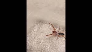 Omg i have just read that camel spiders live in and around las vegas,is this true please :o google camel spiders and this bloke who lives in vegas living in the mountains. Southern California Camel Spider Sun Spider Or Wind Scorpion Solifugid Youtube