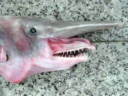 The goblin shark has many, many teeth arranged in multiple rows. Mitsukurina Owstoni Discover Fishes