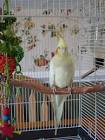 2 parrots singing and talking cockatiels for sale