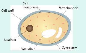 Cell Wall Book Worth Reading Cell Membrane