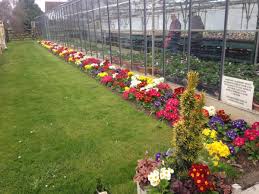 Woolpit Nurseries Woolpit Old Stowmarket Rd