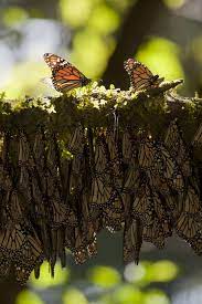 Encuentran La Base Genetica De Las Migraciones De La Mariposa Monarca Mariposa Monarca Monarcas Especie Animal