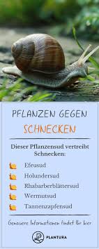 Pflanzen Gegen Schnecken Was Hilft Wirklich Plantura Pflanzen Gegen Schnecken Schnecken Im Garten Pflanzen