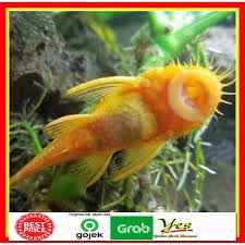 Kota besar seperti jakarta saja.pastinya pengalaman belanja kamu jadi lebih asik dan menyenangkan tanpa perlu khawatir membayar. Ikan Sapu Sapu Sapusapu Albino Kuning Pembersih Aquascape Akuarium Pemakan Alga Golden Hias Shopee Indonesia