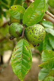 Check spelling or type a new query. Cephaleuros Virescens Wikipedia