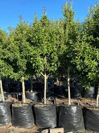 Image result for Ilex mitis