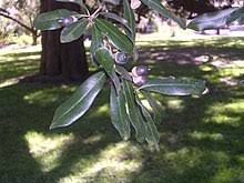 It looses it's leaves during the winter and then sprout bright green leaves in the spring. Quercus Virginiana Wikipedia