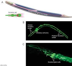 Maybe you would like to learn more about one of these? Handbook Excretory System