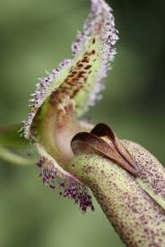 Image result for Bulbophyllum burttii