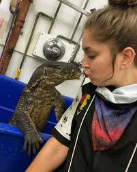 I heard the lizard was finally spotted, then I got this from our head  groomer! I guess he needed a spa day! #webster #monitorlizard