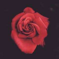 Entdecke rezepte, einrichtungsideen, stilinterpretationen und andere ideen zum ausprobieren. Roses Gamerpic Rose Goku Black Movestyle For Cac Dragon Ball Xenoverse Check Out 2x Expone Piece Rose Gabisabasa