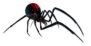 Though there is no unanimous opinion in researchers also, most of them believe that they are more than ten thousand years old. Download Black Widow Spider File Hq Png Image Freepngimg