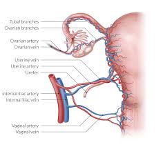 For more anatomy content please follow us and visit our website: Female Reproductive Organs Amboss