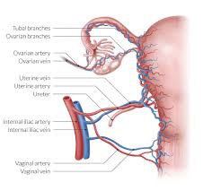 Jun 09, 2021 · male reproductive anatomy also focuses on the internal and external male genitalia. Female Reproductive Organs Amboss
