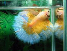 35 Stunning Betta Splendens Betta Betta Fish Colorful Fish