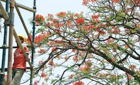 List of flowers in tamil nadu. Tamil Nadu May Not For Mayflowers Anymore