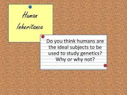 The missing chromosomes13 and 14 are not indicated because they are replaced by the dicentric. 14 1 Human Chromosomes Key Questions 1 What Is A Karyotype 2 What Patterns Of Inheritance Do Human Traits Follow 3 How Can Pedigrees Be Used To Analyze Ppt Download