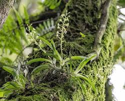 Image result for Rhipidoglossum globulosocalcaratum