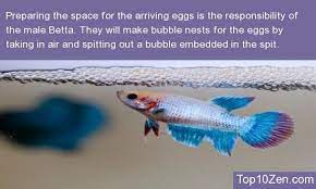 Pin On Animals