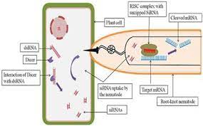 Frontiers Rna Interference A Novel Source Of Resistance To Combat Plant Parasitic Nematodes Plant Science