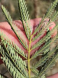 Image result for Gelrebia glandulosopedicellata