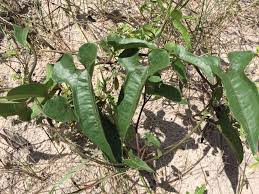 Image result for Catunaregam stenocarpa