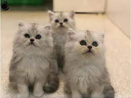 orjinal silver hair chinchilla yavrular geldi kedipet com da 27363 yavru kediler kedi vucut yapisi
