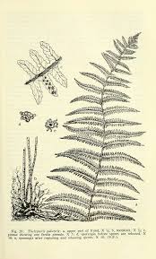 Image result for Thelypteris confluens