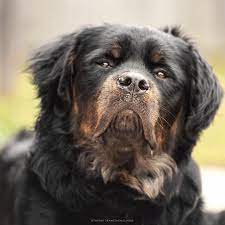 I can run and play all day. Long Haired Rottweiler Things You Should Know About Them