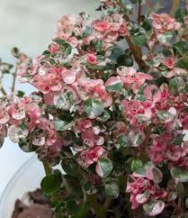 Image result for Pilea microphylla