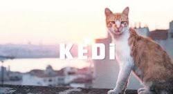 Istanbul U En Iyi Kedi Tanitti Mevlut Tezel