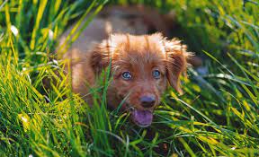 5 Best Grasses For Dog Owners Crafting A Canine Friendly Lawn