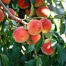 We did not find results for: How To Make Your Fruit Trees Bear Fruit Gardenoholic