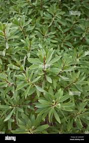 Image result for Myoporum laetum