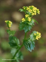 Image result for Sisymbrium burchellii