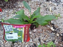 最近植えた苗 小さな庭の開拓者
