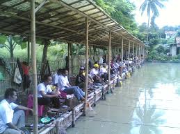 Jenis umpan ikan mas jitu yang bisa anda gunakan adalah cacing tanah. Cara Membuat Umpan Ikan Mas Dengan Pelet Jitu Murah