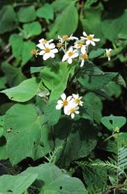 Image result for Bidens biternata