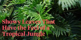 A summarized guide about philodendron serpens the famous low maintenance indoor plant with big beautiful green leaves and unique outlook.great air purifiers. Philodendron Bipinnatifidum An Easy To Care For Statement Plant Thursd