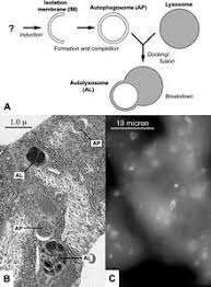Animal cell wikipedia in english. Autophagy Wikipedia