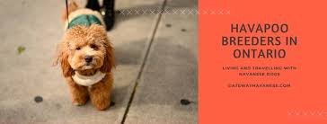 Check spelling or type a new query. Havapoo Puppies Ontario Gateway Havanese