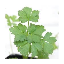 Lohaco 観葉植物 ハーブ苗 パセリ イタリアンパセリ ３号 １ポット 家庭菜園 料理 北海道冬季発送不可 観葉植物 花瓶 チャーム